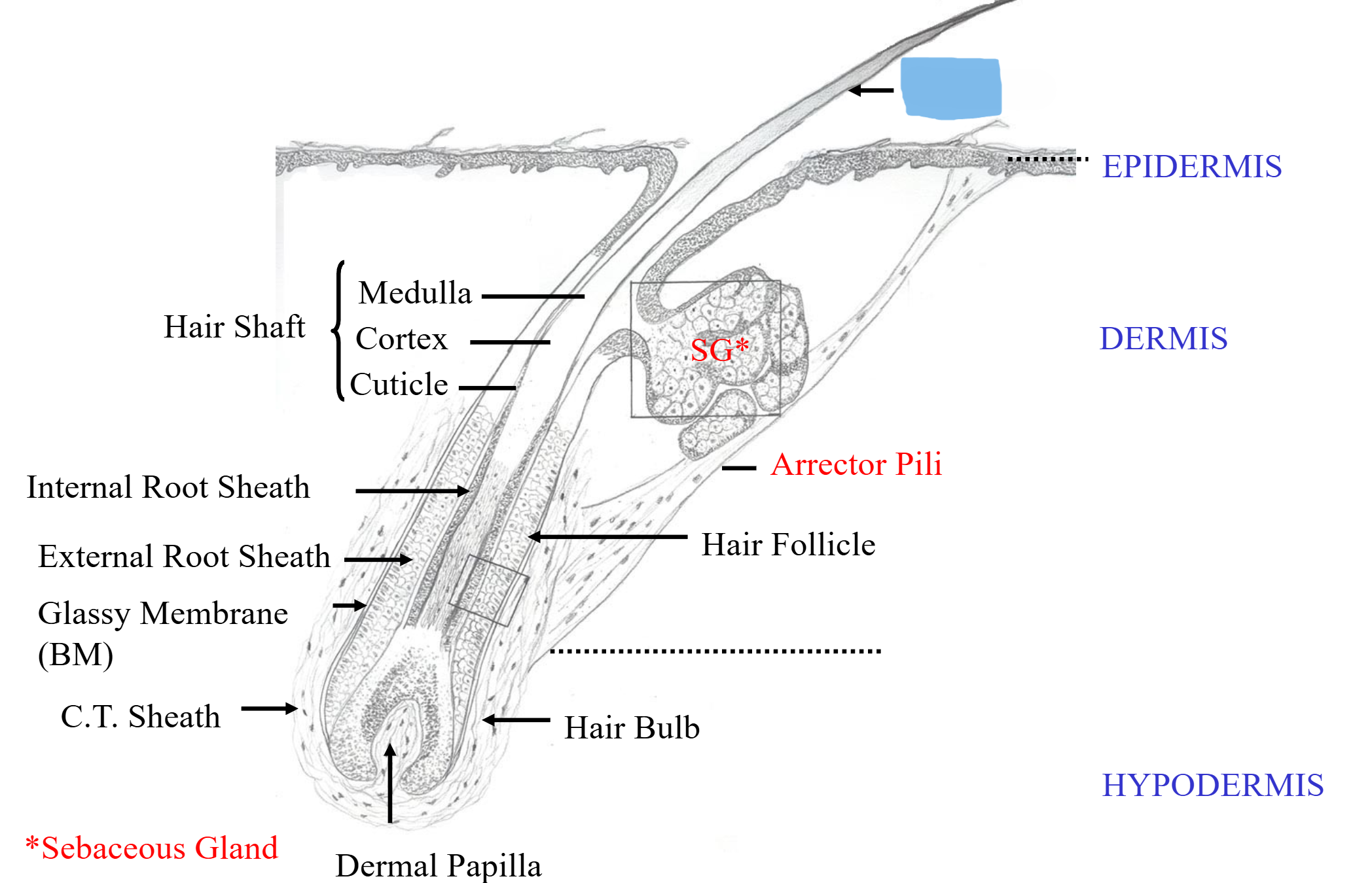 <p>identify the indicated structure</p>