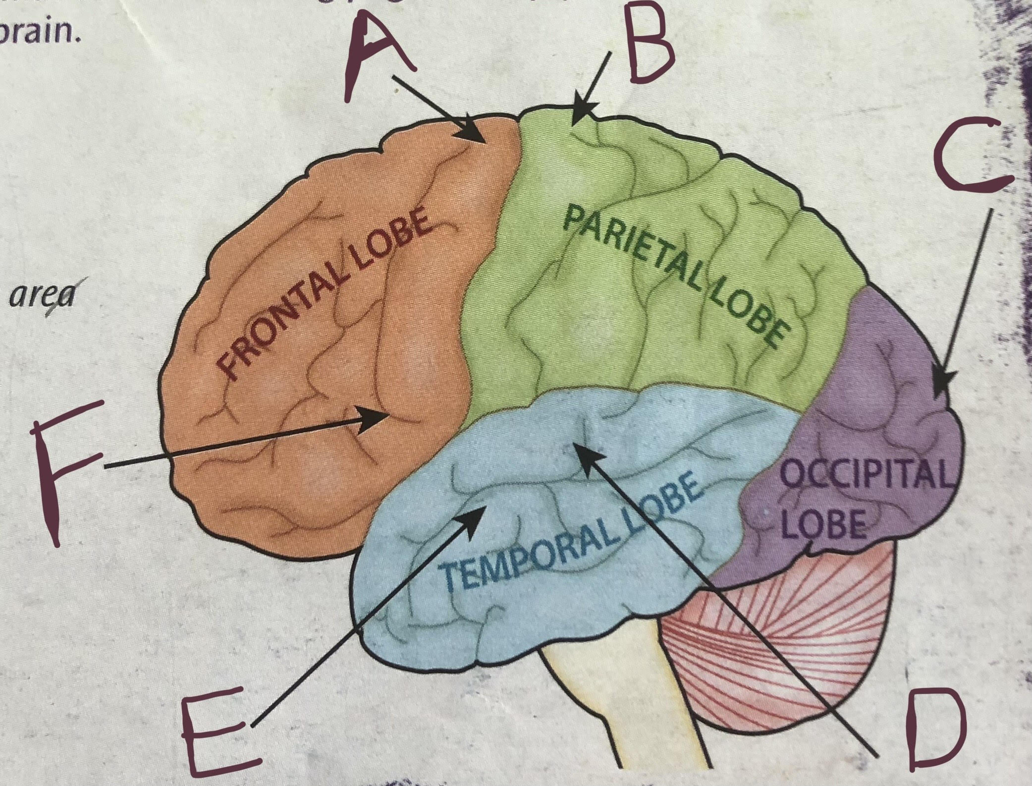 <p>name each part of the brain</p>