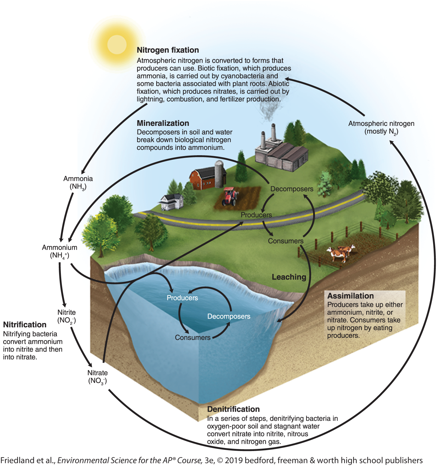 <ol><li><p><strong>Nitrogen in Atmosphere</strong>: N2 makes up 78% of the air but can't be used by most organisms.</p></li><li><p><strong>Nitrogen Fixation</strong>: Bacteria or lightning convert N2 into usable forms like ammonia (NH3) or nitrate (NO3).</p></li><li><p><strong>Nitrification</strong>: Bacteria turn ammonia (NH3) into nitrite (NO2), then nitrate (NO3).</p></li><li><p><strong>Assimilation</strong>: Plants absorb nitrate and use it to grow. Animals get nitrogen by eating plants.</p></li><li><p><strong>Decomposition</strong>: Dead organisms release nitrogen back into soil as ammonium (NH4).</p></li><li><p><strong>Denitrification</strong>: Bacteria convert nitrate back to nitrogen gas (N2), returning it to the atmosphere.</p></li></ol><p></p>