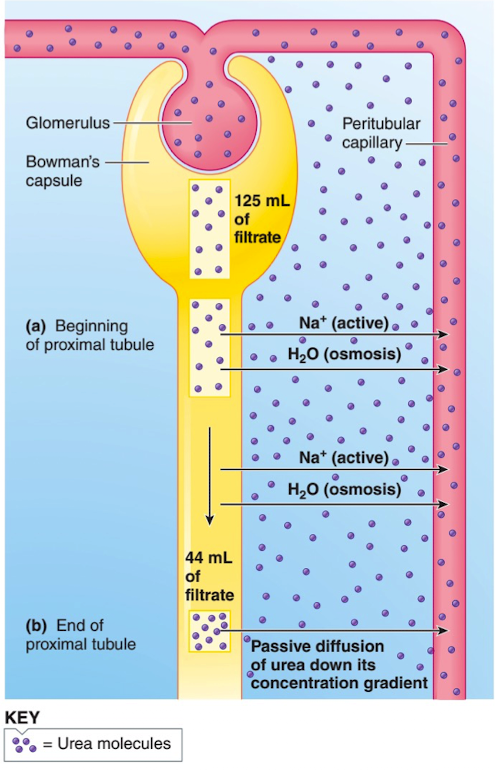 <ul><li><p>Indirectly linked to active Na+ reabsorption</p></li><li><p>Waste product from the breakdown of protein</p></li><li><p>Osmotically induced reabsorption of H<sub>2</sub>O in the proximal tubule secondary to active Na+ reabsorption produces a concentration gradient for urea that favors passive reabsorption of this waste</p></li></ul><p></p>