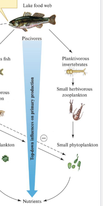 <p>How does increasing Predators affect Planktivore, Herbivore + Phytoplankton (NPP)</p>
