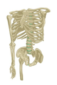 <p>Fibrocartilage</p>