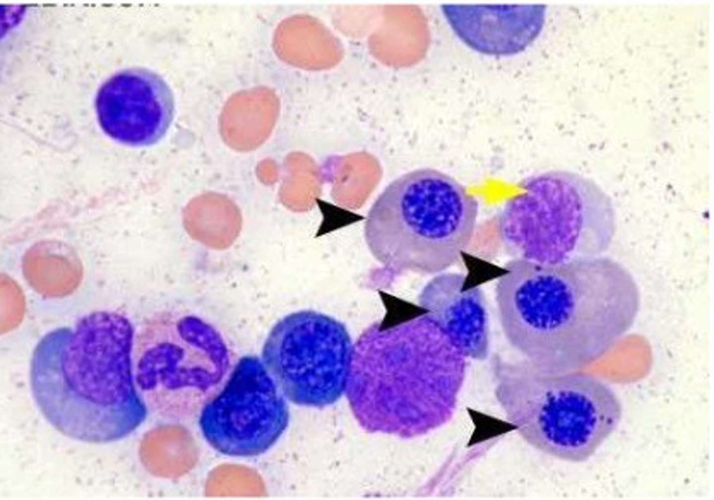 <p>- Delayed nuclear maturation prevents cell division<br>- nuclear cytoplasmic asynchrony</p>