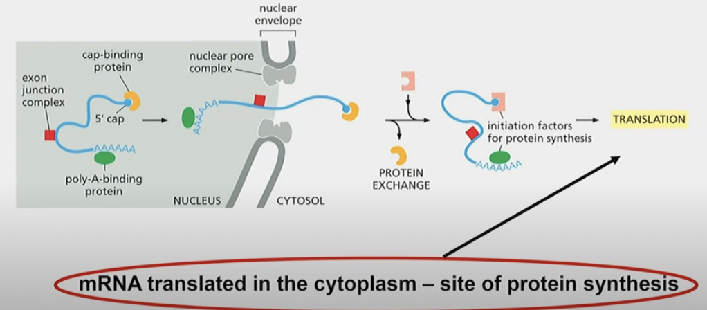 * exported from nucleus to cytosol
* cap-binded protein binds to 5’ end
* exon junction complex also binds to where introns used to be
  * note: they are not binding the exons, they’re just.. there
* poly-A-binding protein and sequence at 3’ end
* exits through nuclear pore complex
* In cytosol, cap binding complexes can be removed, and initiation factors for protein synthesis bind, leading to translation