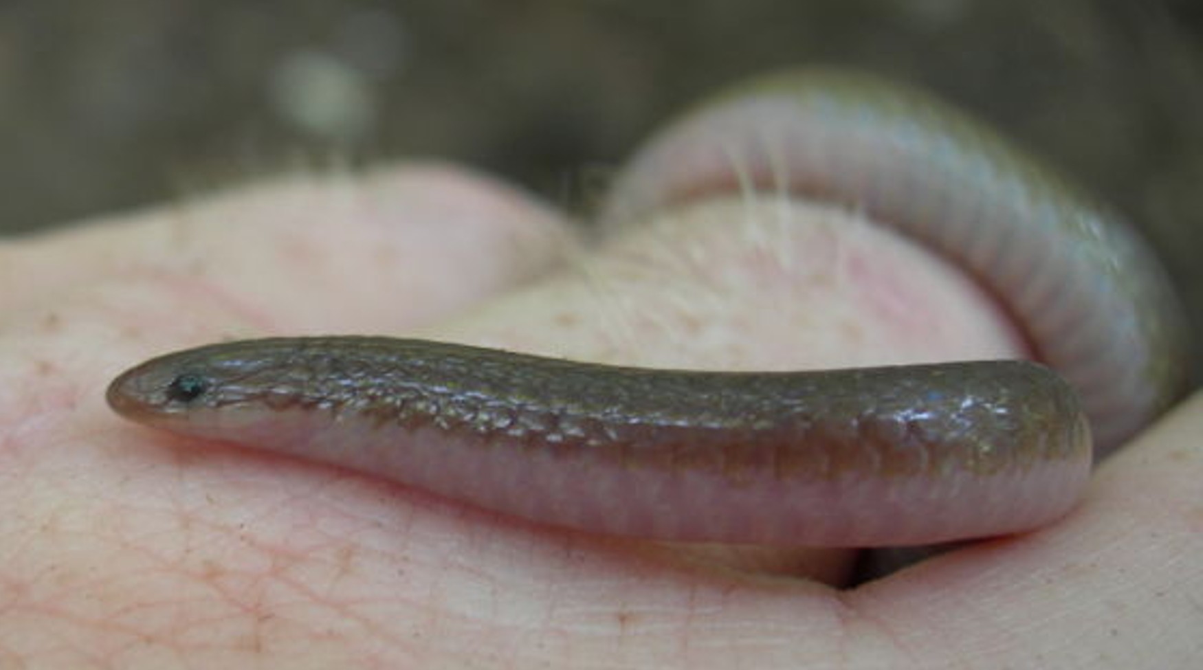 <p>moist habitats; above Coastal Plains; small; looks like an earthworm</p>