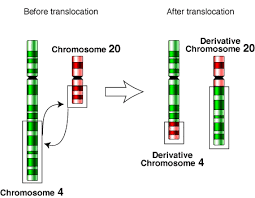 <p>What is the chromosomal abnormality of translocation? </p>