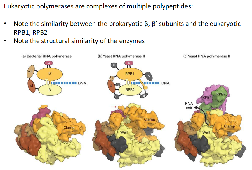<p><strong>Complex Composition</strong><br> Eukaryotic polymerases are complexes of multiple polypeptides</p><p><strong>Similarity to Prokaryotes</strong><br> Prokaryotic β and β’ subunits are similar to eukaryotic RPB1 and RPB2</p><p><strong>Structural Conservation</strong><br> All these enzymes share strong structural similarity across species</p>