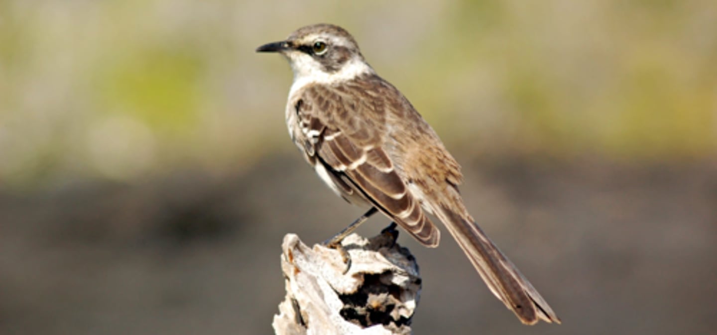 <p>Mockingbird (4 species - 3 facts)</p><p>- 1 Prey</p><p>- 2 Other</p>