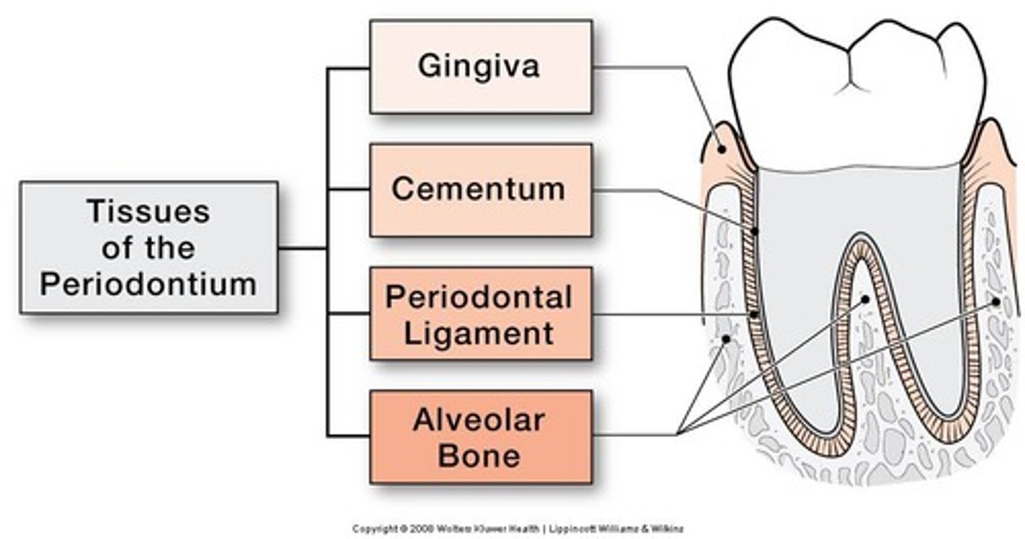 <p>1. Gingiva</p><p>2. Cementum</p><p>3. Periodontal Ligament</p><p>4. Alveolar Bone</p>