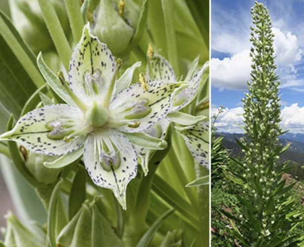 <ul><li><p>sepals and petals</p></li><li><p>rosette</p></li><li><p>whorled leaves</p></li><li><p>can get tall</p></li><li><p>biennial/short-lived perrenial</p></li></ul><p></p>