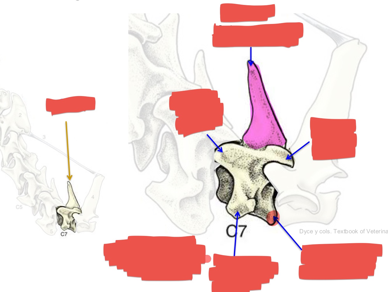 <p>Name the of bone, location, and aspects</p>