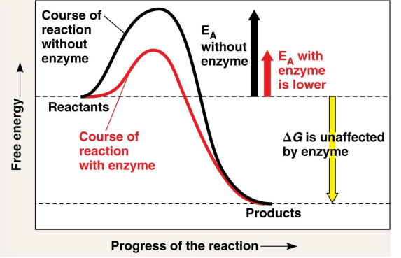 <p>What is the role of enzymes?</p>