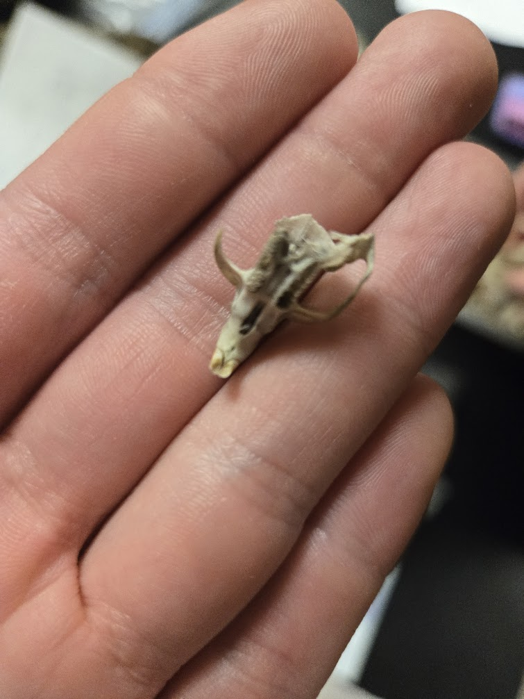 <p><span><span>▣ Dental Formula</span></span><br><span data-name="black_medium_square" data-type="emoji">◼</span><span><span> 1 0 0 3 = 16 teeth</span></span><br><span data-name="black_medium_square" data-type="emoji">◼</span><span><span> 1 0 0 3</span></span><br><span><span>▣ Large braincase that</span></span><br><span><span>narrows above eyes</span></span><br><span><span>▣ Wide zygomatic arch</span></span><br><span><span>▣ Incisive foramen long</span></span><br><span><span>and narrow</span></span><br><span><span>▣ Large infraorbital</span></span><br><span><span>foramen</span></span><br><span><span>▣ No notched incisors</span></span><br><span><span>▣ Fluted Teeth</span></span></p>