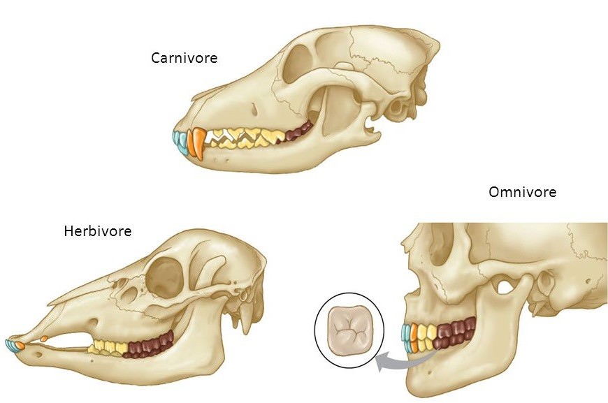 <p>Carnivores have large canines used to hunt.</p><p>Herbivores have flatter molars for grinding.</p><p>Omnivores have both sharp incisors and flat molars.</p>