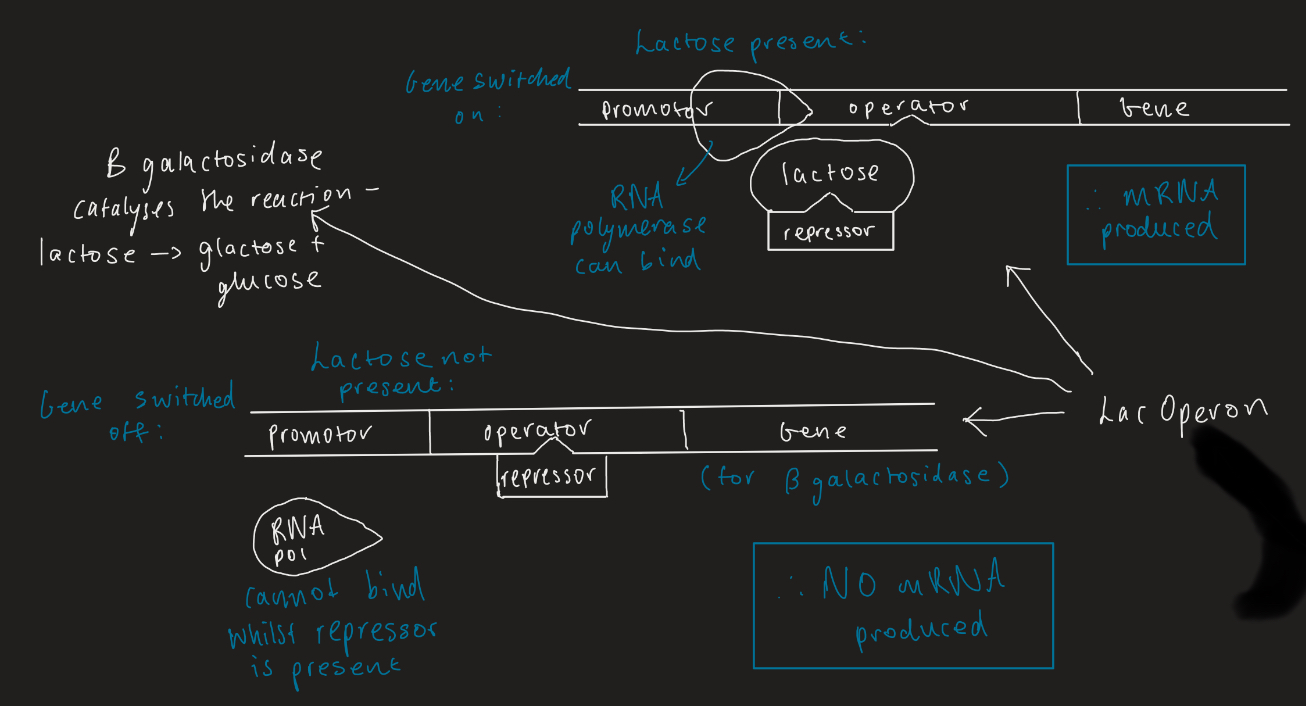 <p>When lactose is not present, a lactose repressor molecule binds to the DNA and prevents transcription of B-galactosidase gene. </p><p>If lactose is present, it binds to the repressor and the RNA polymerase can bind to the DNA and transcription can happen. </p>