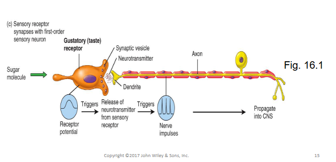 <ol><li><p>in response to a stimulus, a receptor potential is created on the hair cell</p></li><li><p>receptor potential causes the hair cell to release neurotransmitter onto the associated sensory neuron</p></li><li><p>an EPSP occurs on dendrites of the sensory neuron</p></li><li><p>the EPSP generates an action potential on the axon of the sensory neuron (will be interpreted by the brain as a sound)</p></li></ol><p></p>
