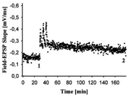 <p>fEPSPs recorded before and after bursts of strong stimuli; fiber volley does not change; large jump in slope then stabilizes but still higher than baseline</p>