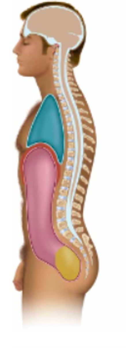 <p>Name the body cavity in pink:</p>