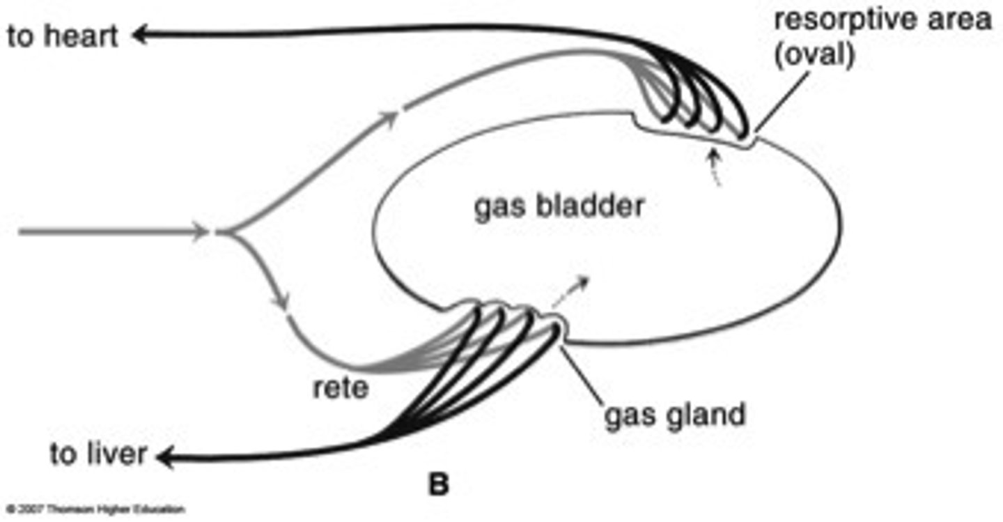<p>a countercurrent exchange structure of capillaries that allows gas uptake in a fish swim bladder</p>