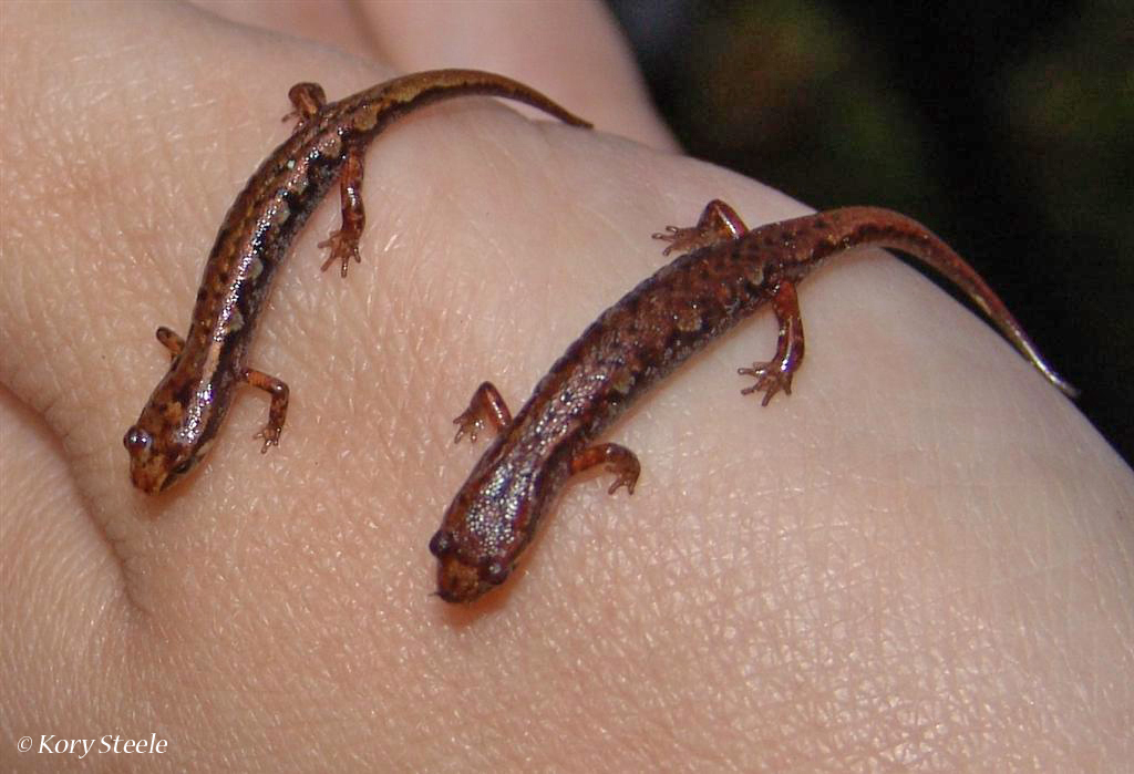 <p>Northern Pygmy Salamander</p>