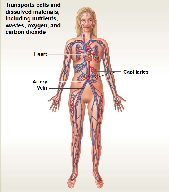 <p>This system contains: Heart &amp; Blood Vessels</p><ul><li><p>Functions: transport</p></li></ul><p></p>