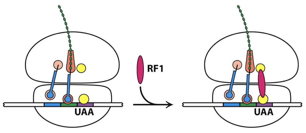 <p>The RF binds to the ribosome, the proteins unfold to bridge the gap between the stop codon on the mRNA and the peptidyl transferase center (PTC) on the 50S subunit. The RF interacts with the PTC with a loop containing a highly conserved Gly-Gly-Gln (GCQ) sequence, with the Gln methylated.</p>