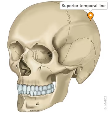 <p>frontal</p>