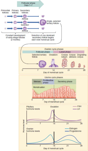 <p>The phase during which the lining is shed. It averages ~5 days, it can last 2-7 days. <br>The menses phase occurs during the early days of the follicular phase of the ovarian cycle, when progesterone, FSH, and LH levels are low. (Basically when the corpus luteum begins to degrade).</p>