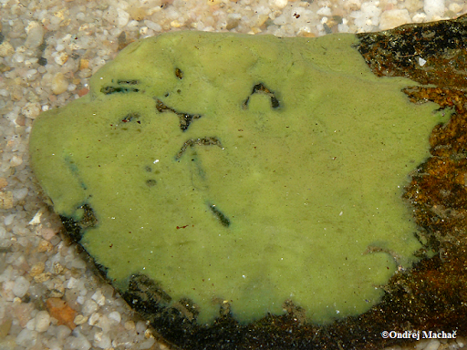 <p>kmen: PORIFERA (houbovci)</p><p><u>gemule činkovité&nbsp;</u></p>