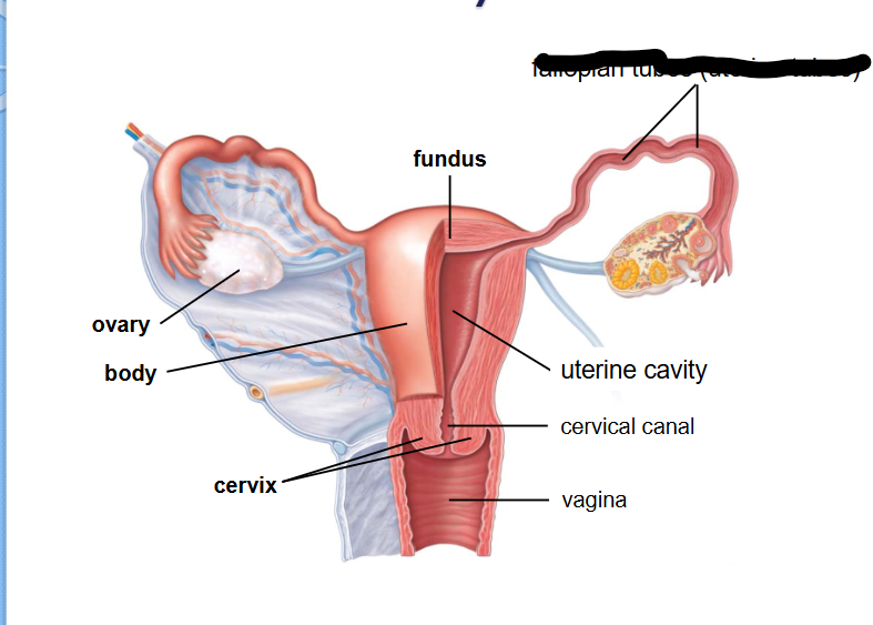 <p>(Female Reprod Structures) What is this within the Uterus?</p>