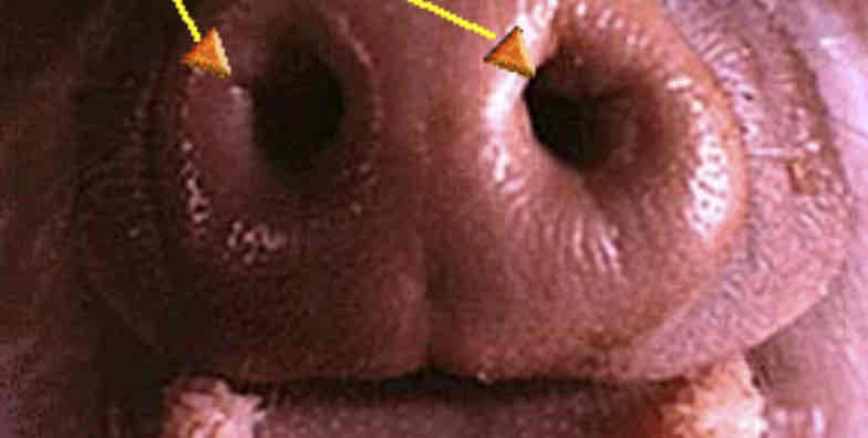 <p>Identify this structure</p>