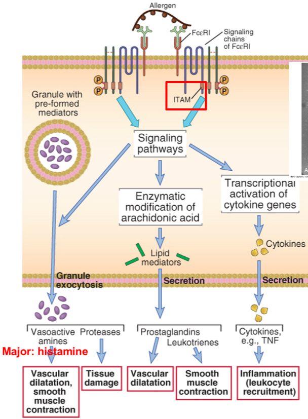 <p><span><span>Cross-linking of immunoglobulin E (IgE) on a mast cell by an allergen stimulates phosphorylation of immunoreceptor tyrosine-based activation motifs (ITAMs) in the signaling chains of the IgE Fc receptor (FcεRI), which then initiates multiple signaling pathways. These signaling pathways stimulate the release of mast cell granule contents (amines, proteases), the synthesis of arachidonic acid metabolites (prostaglandins, leukotrienes), and the synthesis of various cytokines. TNF, tumor necrosis factor.&nbsp;</span></span></p><p></p><p><span><span>Essentially, the polypeptide chain structure of the high-affinity IgE Fc receptor (FcɛRI). IgE binds to the Ig-like domains of the α chain. The β chain and the γ chains mediate signal transduction. The boxes in the cytoplasmic region of the β and γ chains are ITAMs, similar to those found in the T cell receptor complex</span></span></p>