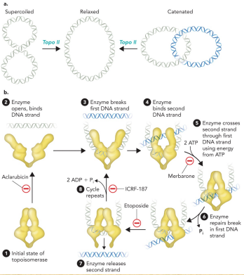 <ul><li><p>Cleave two strands of DNA</p></li><li><p>Reduce supercoiled region by two turns</p></li></ul><p></p>