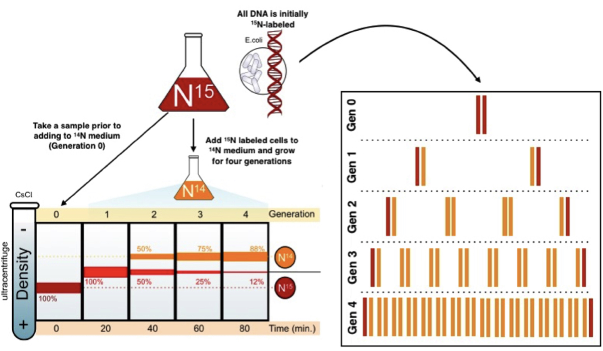 Meselson-Stahl Experiment
