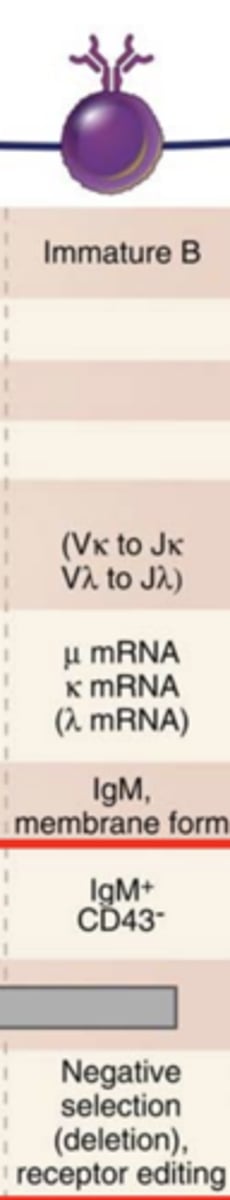<p>- IgM+</p><p><strong>- CD43-</strong></p><p>(CD43 becomes negative)</p>