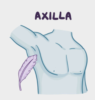 <p>lateral; Referring to the armpit area.</p>