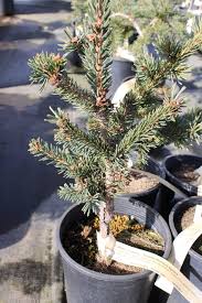 <p><span>Picea abies / Norway Spruce</span></p>