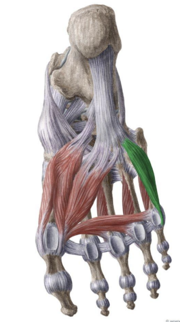 <p>MUSCLE:</p><p>ORIGIN:</p><p>INSERTION:</p><p>NERVE:</p><p>ACTION:</p>