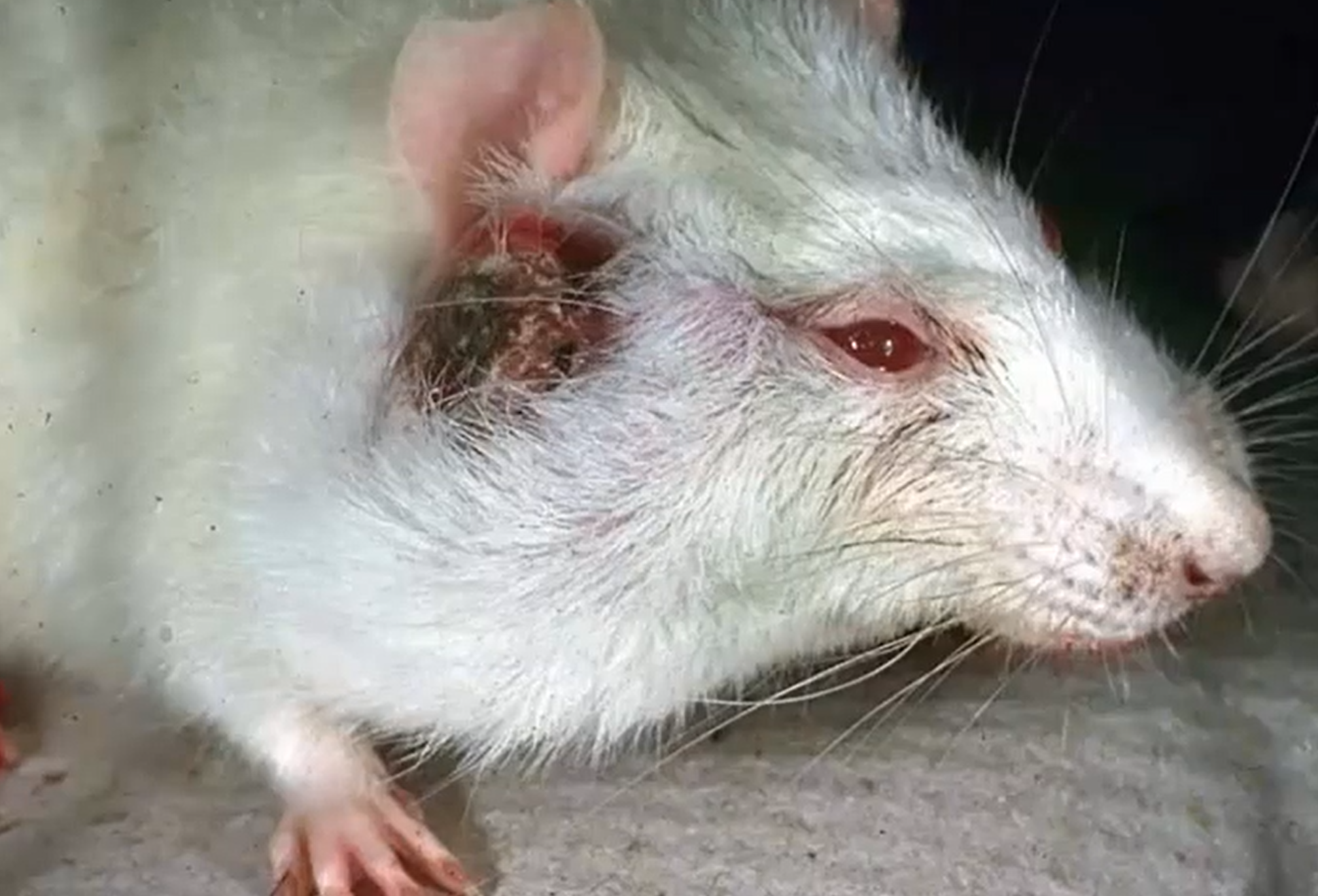 <p>Zymbal's Gland Tumor</p><p>Usually benign; but they’re ugly </p>