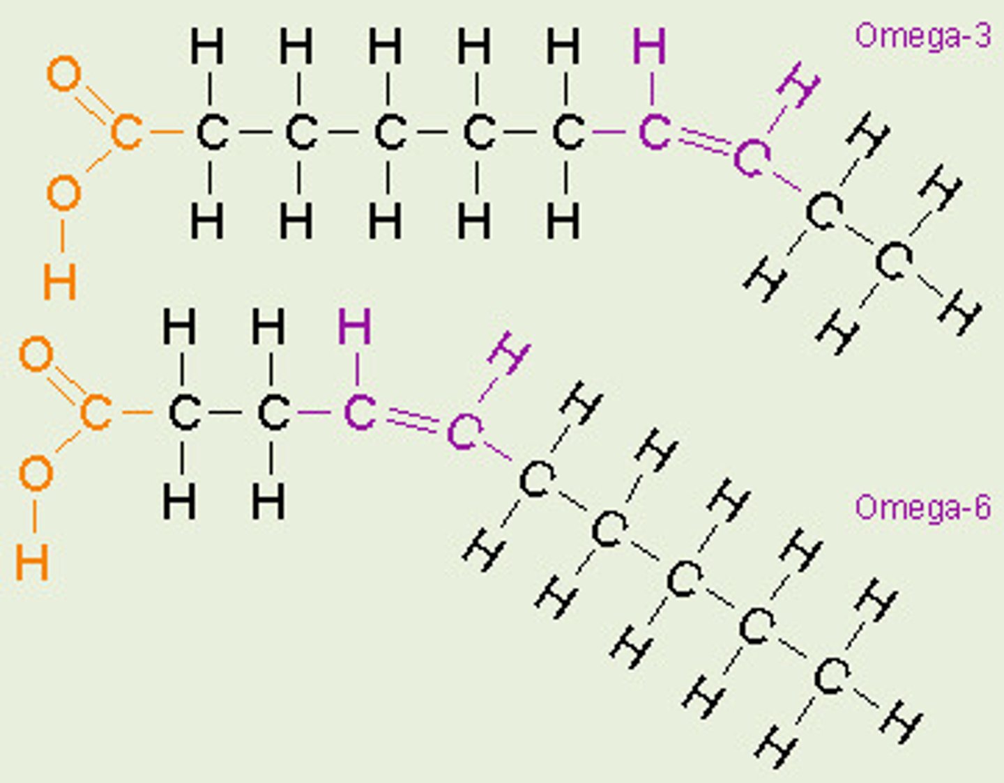 <p>Double bond three carbons from methyl end.</p>