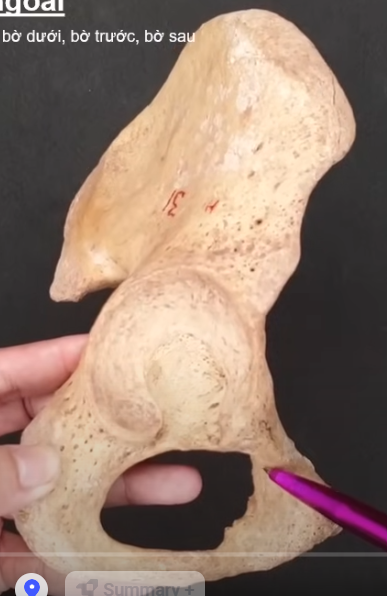 <p><span style="color: blue"><strong>B. Lỗ bịt </strong></span><span style="color: red"><strong>(Obturator foramen)</strong></span></p>