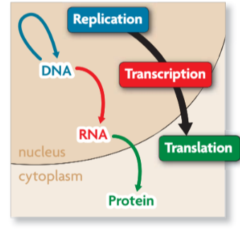 <ul><li><p><strong>Replication</strong>,  copies DNA (blue arrow).</p></li><li><p><strong>Transcription</strong> converts a DNA message into an intermediate molecule, called RNA (red arrow).</p></li><li><p><strong>Translation</strong> interprets an RNA message into a string of amino acids, called a <strong>polypeptide</strong>. Either a single polypeptide or many polypeptides working together make up a protein (green arrow).</p></li></ul>