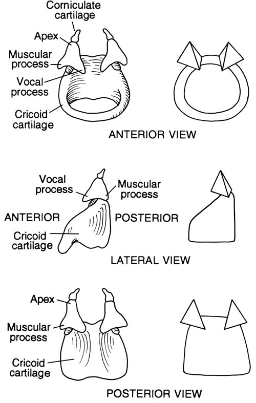 <p>landmarks of arytenoid cartilages?</p>