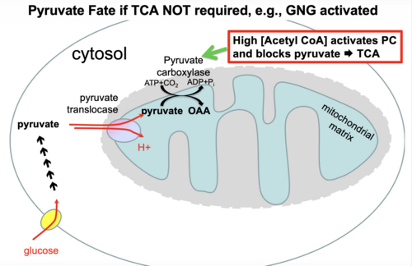 <p>high [acetyl CoA] activates pyruvate carboxylase</p><p>blocks pyruvate → TCA</p><p>pyruvate is diverted away from oxidation and instead carboxylated into intermediates that support glucose synthesis:</p><p>- conversion via pyruvate carboxylase into oxaloacetate (OAA) within the mitochondria</p>