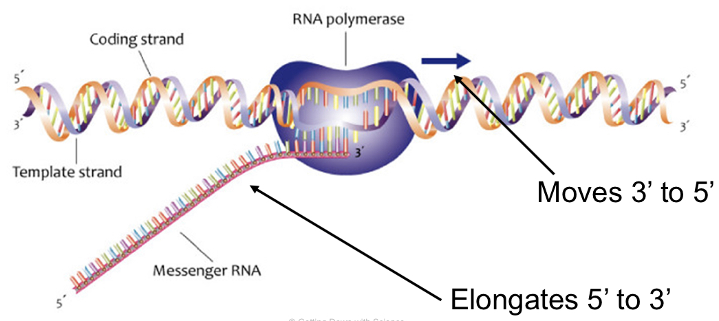 elongation (transcription)
