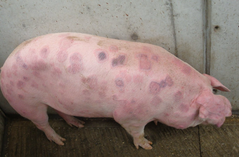 <p>What form of erysipelas does this pig have?</p>