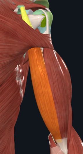 <p>What is this part of the biceps brachii called</p>