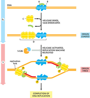 <p>(Q009) The figure below shows some steps involved in the initiation of DNA replication. What is the identity of the complex labeled "B"?</p>