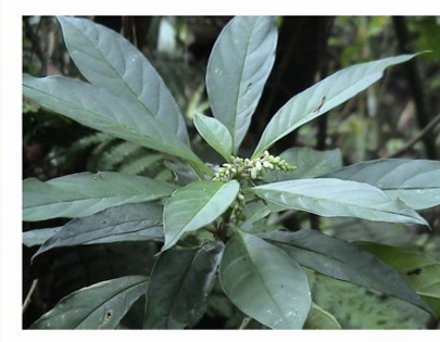 <p>Tác dụng - VIỄN CHÍ </p>