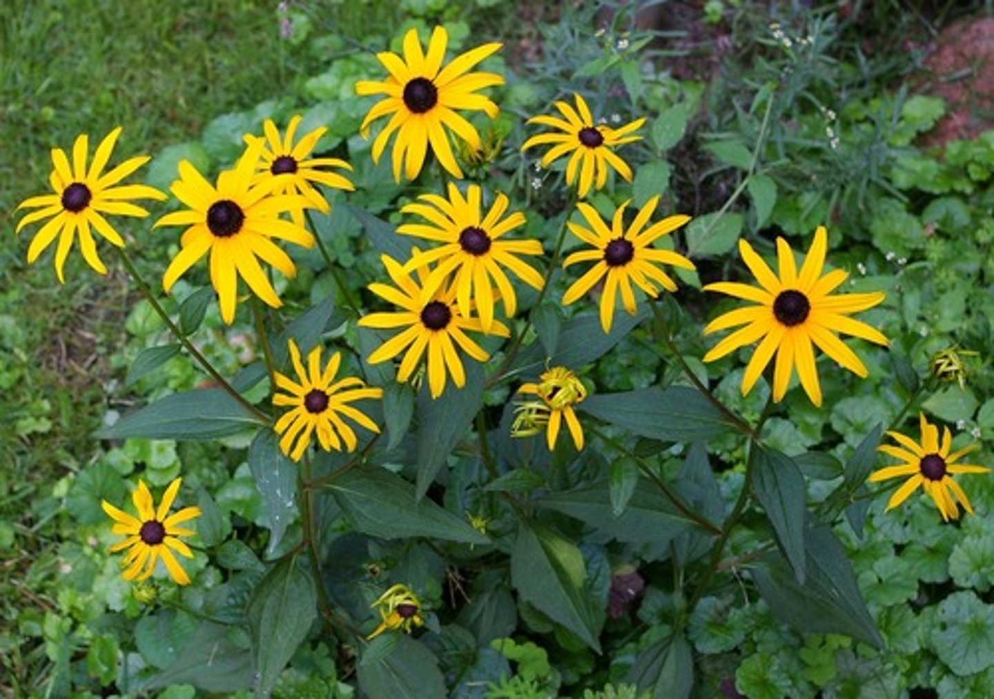 <p>colonizing, rounded habit</p><p>leaves: ovate, rugous, slightly hairy, throw teeth</p><p>blooms: raised brown disk, yellow petals</p>
